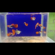 ikan guppy tuxedo koi short body sepasang