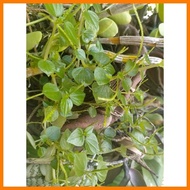 ◨ ┏ ﹍ Pansit pansitan seeds (approx 100 seeds)