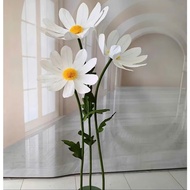 Giant paper daisies, decorative giant flower clusters