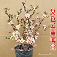 Multicolor Cloud Sin Begonia Potted Plant Blooming in the Same Year with Original Soil New Imported 