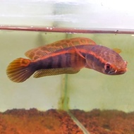 ♤ ikan channa red barito grade a 7-8cm