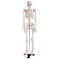 Miniature Version 85cm Skeleton Model) 85cm Body Supply Model Body Model (Skeleton Body Skeleton DMM