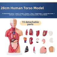 Anatomy Educational Model 85CM