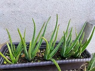 有機蘆薈苗（可食用）