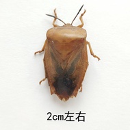 Insect Specimen Lychee Adult Insect Larvae Alcohol Wet Insect Animal Beetle Teaching Photo Props Ori
