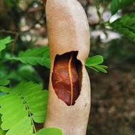 Anak Pokok Celagi Madu (Asam Jawa Manis Siam) Hybrid