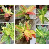 Clearance/Murah Jual【RM18 ONLY 10%cashback】清仓大促销 Aglaonema Golden Siam pokok hidup hiasan rumah live