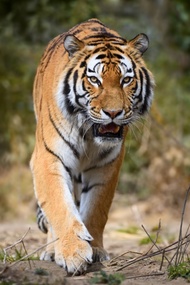 Tranh dán tường khổ dọc phong thủy Hổ oai vệ VTC LunaTM-0113 phủ kim sa nhiều mẫu và kích thước