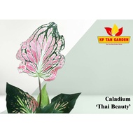 KF - Caladium Thai Beauty - Keladi Thai Beauty // Live Plant // KFTANGARDEN
