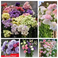 F41 50 pcs Biji Benih Bunga Eustoma mix color / Flower Eustoma 重瓣洋桔梗花 花种子