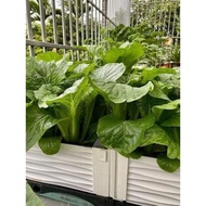 BEIJING CHOI GREEN BEIJING SEEDS PACK OF 200 SEEDS