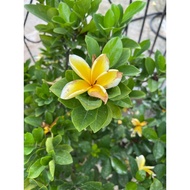 Gardenia Jasminoides Yellow flower 1 meter height Grows up to 5-6 ft. tall, 5-6 ft. wide. Free ferti