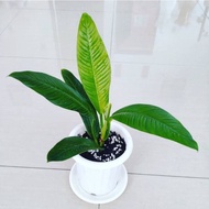 tanaman philodendron lynette / linet