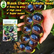 High Yield Black Pearl Cherry Tomato Seeds (80 pcs/pack) Sweet Cherry Tomato Seeds Bonsai Cherry Tom