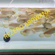 Arwana Golden Red/Arwana Golden Hb/ Golden Hb Non Cod