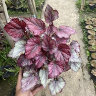 Tanaman begonia - begonia murah