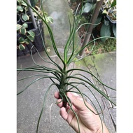 Airplant - Bulbosa Belize