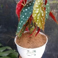 Jual Tanaman Begonia maculata | begonia polkadot