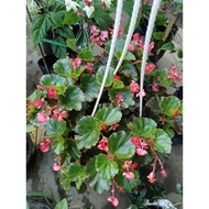 Begonia flower pot