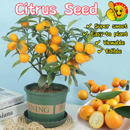 ปลูกง่าย ปลูกได้ทั่วไทย ส้มจี๊ด เมล็ดพันธุ์ (40เมล็ด/ซอง) Dwarf Tasty Citrus Seed Edible Bonsai Citrus Tree Seeds Sweet Fruit Seeds for Planting เมล็ดพันธุ์ผลไม้ ต้นไม้ผลกินได้ เมล็ดพันธุ์ ต้นผลไม้ ต้นบอนสี เมล็ดบอนสี พันธุ์ผลไม้ คละได้ เมล็ดบอนสี