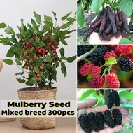 Dwarf Hybrid Variety Mulberry Fruits Seeds for Planting (300 Seeds/Pack ) Fresh High Yielding Seeds 