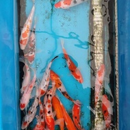 Bibit ikan koi blitar 10 12 cm Grade a