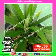 bibit tanaman daun pandan waingi-pohon pandan wangi-tanaman pandan wangi-daun pandan wangi-bibit dau