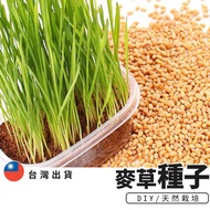 Cat Grass Seeds Wheat Barley Ryegrass Pet DIY Hydroponic