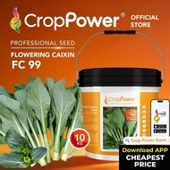 (10 KG) Biji Benih Sawi Bunga Hongkong Shangrila 香格里拉 FC99 CROP POWER Flowering Caixin  香港菜心花种子 FC 9