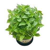 ✆ ▦ ✗ High quality seeds 50pcs Herb Garden Seed,Basil, Rosemary,Lemon Grass, Parsley,Thyme Seeds fo