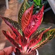 Aglonema Red Pos Tanaman Aglonema Aglaonema Red Sumatra Aglaonema Hias