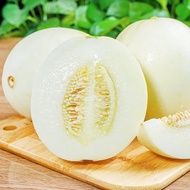 沙窝曙光（shawoshuguang）头茬陕西阎良新鲜甜瓜香瓜新鲜水果生鲜 5斤装