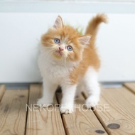 Promo Kucing Kitten Persia Lucu Kecil Gemesin Banget Limited