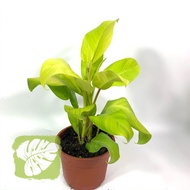 Philodendron Malay Gold IOB