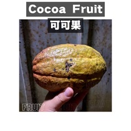 Cacao Fruit 可可果🍫/  Buah Koko