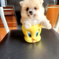 Anjing mini pom & super mini pom murah