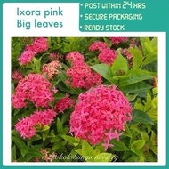 PBN - ixora pink big leaves - flower pokok bunga nursery sunkist jenjarum tudung periuk outdoor plan