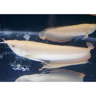 Arwana Arowana Silver Red / Silver Brazil 13-15 cm bergaransi