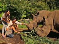 Tiket Bali Safari Park - Wisatawan Internasional
