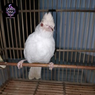 kutilang albino