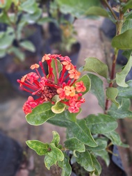 SNT / pokok ixora pink vietnam / pokok landscape / pokok hidup