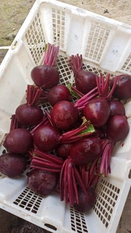 Buah Bit Root Fresh 1kg budidaya ciwidey bandung