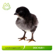 DOC Ayam Kampung Unggul - KUB 1