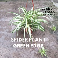 Spider Plant Green Edge 吊兰 150mm Pot Hanging Live Plant Air Purifying Pokok Hiasan [Lush Garden]