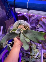 Woot Mix7 孢子苗鹿角蕨