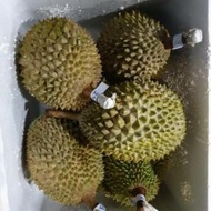 terbaru Durian Musang King Malaysia Utuh