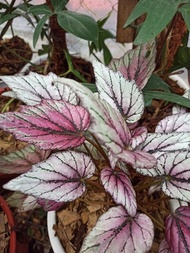 Begonia Rex Haybrid