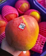 “Australian R2E2 Mango | Luxury Large Mango with Clean Sweet Taste & Vibrant Color” low fibre mango