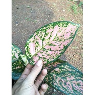 RUBY KIRANA ( Tanaman hias aglaonema / aglonema Chiangmay ruby )