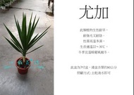 心栽花坊-尤加/象腳王蘭/綠葉/7吋/室內植物/觀葉植物/售價400特價350